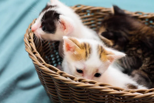 Tři Barevná Koťátka Hnědém Proutěném Koši Měkká Bílá Tkanina Thailandu — Stock fotografie