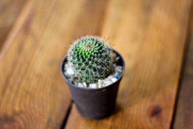 Küçük bir kaktüs, akşam güneşinin sırtından parladığı küçük bir tencereye yerleştirilir..