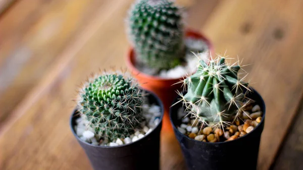 Kis Kaktuszt Ültetnek Egy Kis Edénybe Ahol Esti Nap Hátán — Stock Fotó