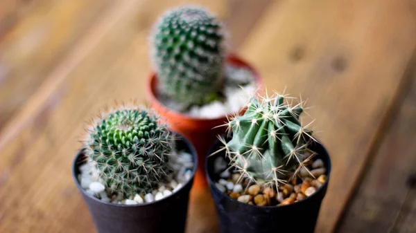 Kis Kaktuszt Ültetnek Egy Kis Edénybe Ahol Esti Nap Hátán — Stock Fotó