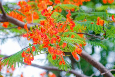 Parkta kırmızı gupilerin çiçekleri açıyor..