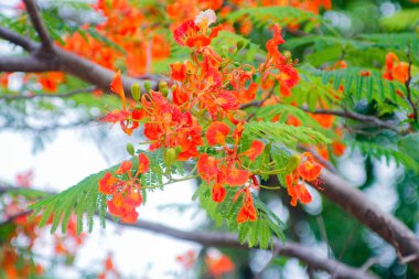 Parkta kırmızı gupilerin çiçekleri açıyor..