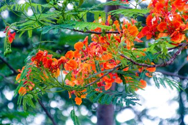 Parkta kırmızı gupilerin çiçekleri açıyor..