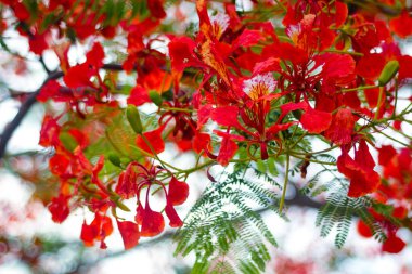 Parkta kırmızı gupilerin çiçekleri açıyor..