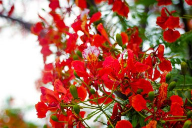Parkta kırmızı gupilerin çiçekleri açıyor..