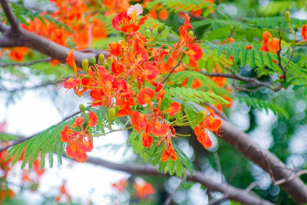 Las Flores Del Guppy Rojo Están Floreciendo Parque —  Fotos de Stock