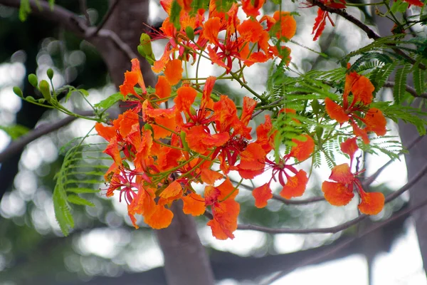 Las Flores Del Guppy Rojo Están Floreciendo Parque —  Fotos de Stock
