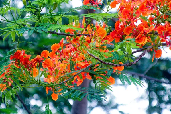 Blommorna Den Röda Guppy Blommar Parken — Stockfoto