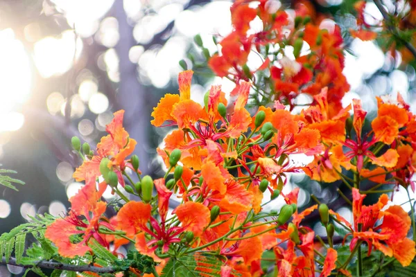 Květy Červeného Guppyho Kvetou Parku — Stock fotografie
