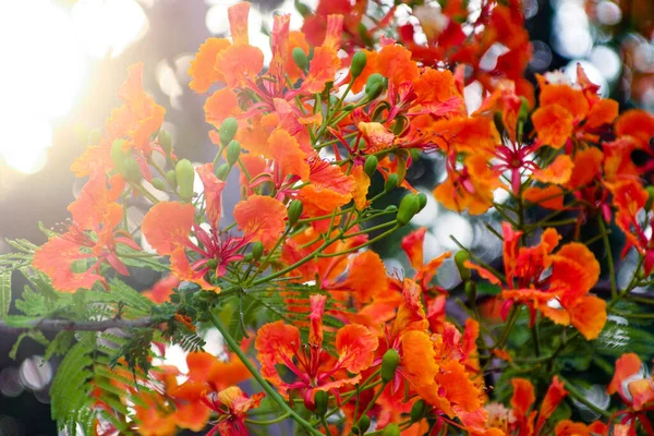 Las Flores Del Guppy Rojo Están Floreciendo Parque —  Fotos de Stock