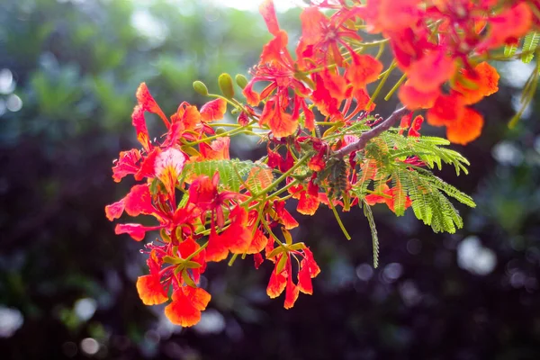 Las Flores Del Guppy Rojo Están Floreciendo Parque —  Fotos de Stock