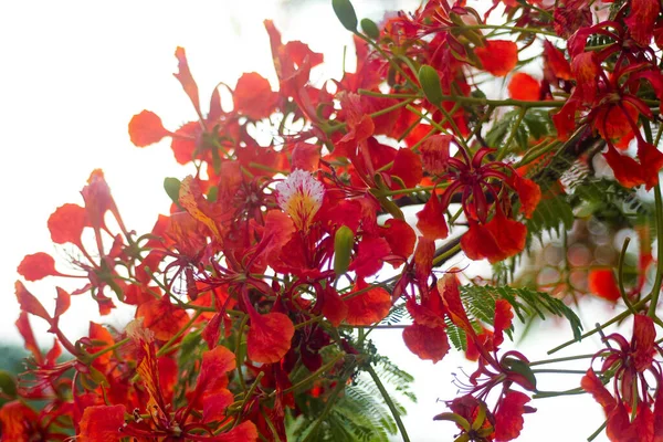 Blommorna Den Röda Guppy Blommar Parken — Stockfoto