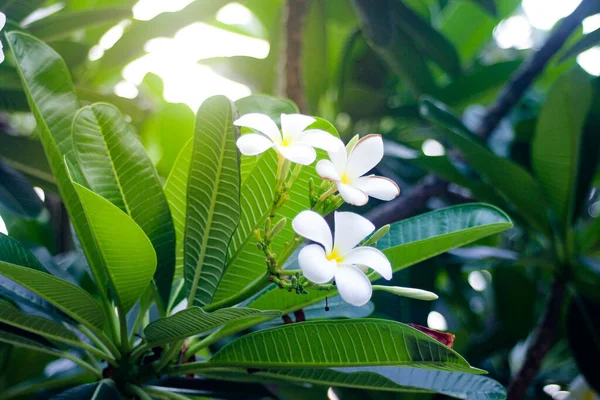 Flores Frangipani Blanco Están Floreciendo Parque —  Fotos de Stock