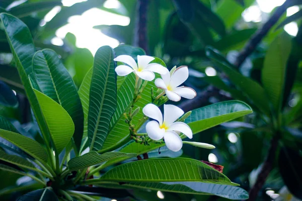 Flores Frangipani Blanco Están Floreciendo Parque —  Fotos de Stock