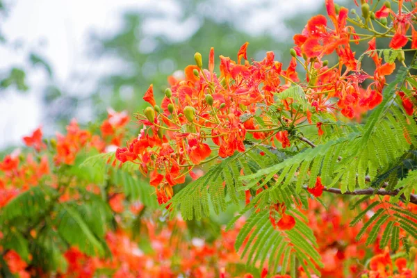 Las Flores Del Guppy Rojo Están Floreciendo Parque —  Fotos de Stock