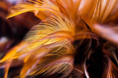 Asya 'daki güzel koyu kahverengi tüy dokusunu kapat.