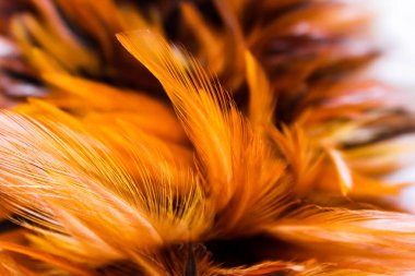 Asya 'daki güzel koyu kahverengi tüy dokusunu kapat.