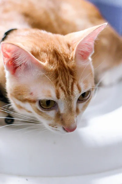 Gato Naranja Tabby Estaba Tumbado Mirando Suelo Asia — Foto de Stock