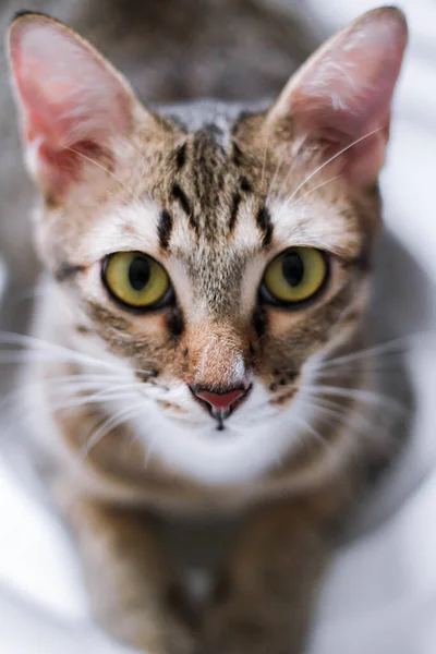 줄무늬 베키스탄 고양이가 카메라를 응시하고 — 스톡 사진