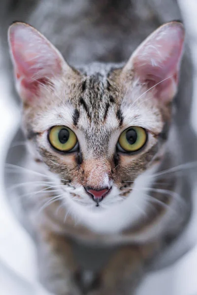 Striped Tabby Cat Staring Camera Thailand — стокове фото