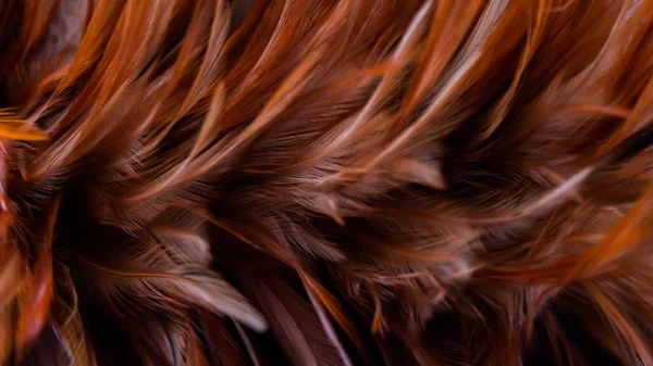 密切留意亚洲美丽的深褐色羽毛质感背景 — 图库照片
