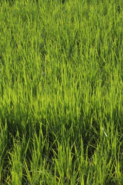 Tayland 'da yeşil pirinç tarlaları