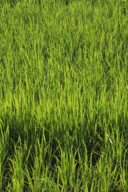 Tayland 'da yeşil pirinç tarlaları