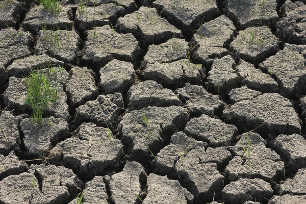 アジア諸国の土壌干ばつの状況 — ストック写真