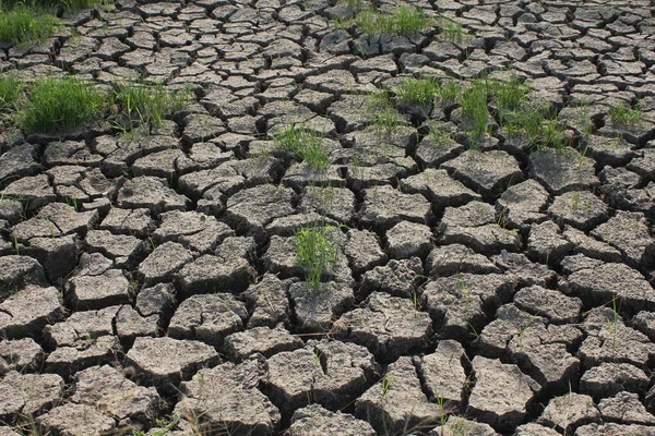 アジア諸国の土壌干ばつの状況 — ストック写真