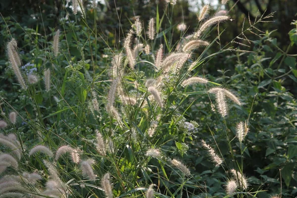 Fleurs Herbe Dans Prairie Contre Les Arbres Verts Plein Jour — Photo