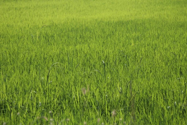 Tayland Yeşil Pirinç Tarlaları — Stok fotoğraf