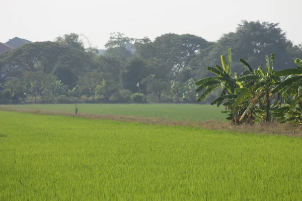Tayland Muz Ağaçları Olan Yeşil Pirinç Tarlaları — Stok fotoğraf