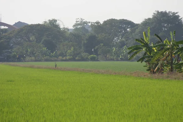 Tayland Muz Ağaçları Olan Yeşil Pirinç Tarlaları — Stok fotoğraf