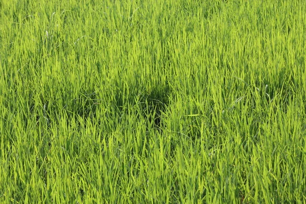 タイの緑の田んぼは — ストック写真