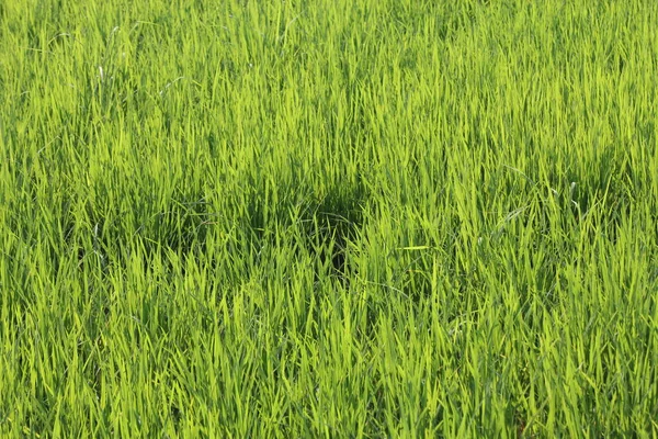 Campos Arroz Verde Tailandia — Foto de Stock