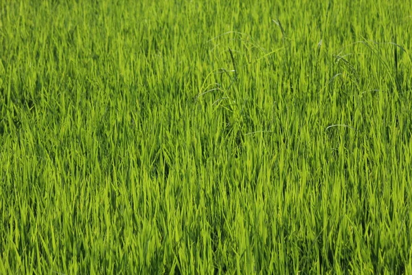 Campos Arroz Verde Tailandia — Foto de Stock