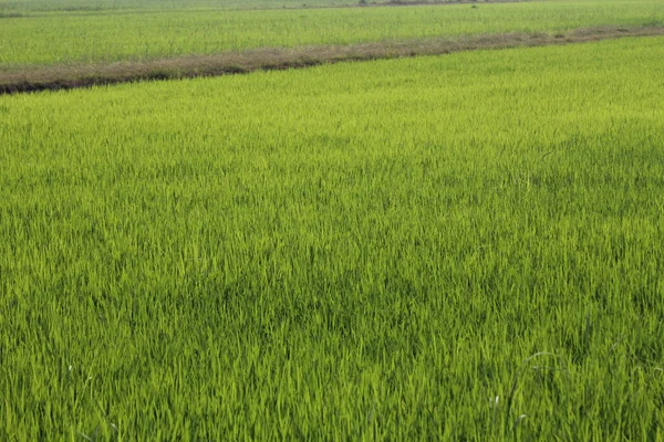 Tayland Yeşil Pirinç Tarlaları — Stok fotoğraf