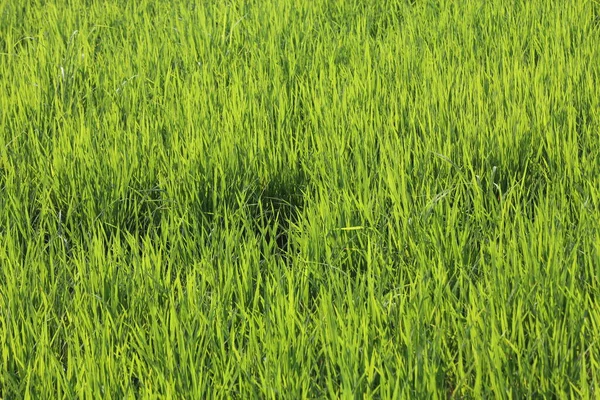 Зелені Рисові Поля Таїланді — стокове фото