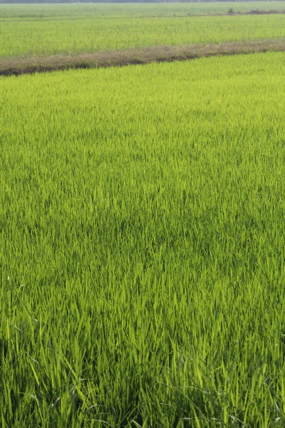 Tayland Yeşil Pirinç Tarlaları — Stok fotoğraf