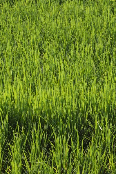 Campos Arroz Verde Tailandia — Foto de Stock