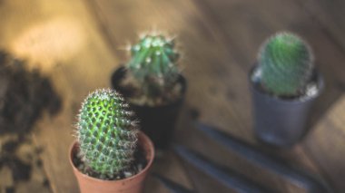 Küçük bir kaktüs, akşam güneşinin Tayland 'da parladığı küçük bir tencereye ekilir..