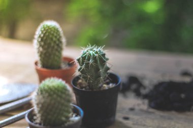 Küçük bir kaktüs, akşam güneşinin Tayland 'da parladığı küçük bir tencereye ekilir..