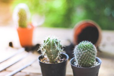 Küçük bir kaktüs, akşam güneşinin Tayland 'da parladığı küçük bir tencereye ekilir..