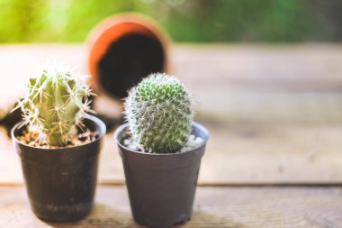 Küçük bir kaktüs, akşam güneşinin Tayland 'da parladığı küçük bir tencereye ekilir..