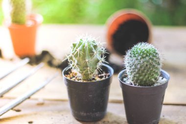 Küçük bir kaktüs, akşam güneşinin Tayland 'da parladığı küçük bir tencereye ekilir..