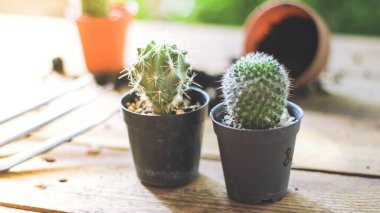 Küçük bir kaktüs, akşam güneşinin Tayland 'da parladığı küçük bir tencereye ekilir..