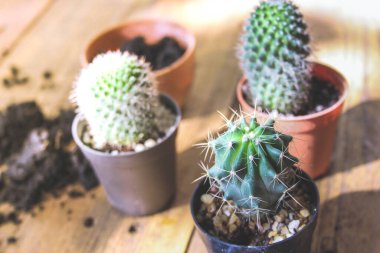 Küçük bir kaktüs, akşam güneşinin Tayland 'da parladığı küçük bir tencereye ekilir..
