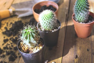 Küçük bir kaktüs, akşam güneşinin Tayland 'da parladığı küçük bir tencereye ekilir..