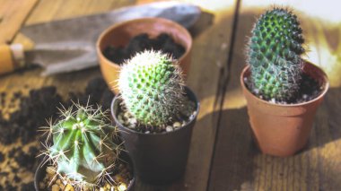 Küçük bir kaktüs, akşam güneşinin Tayland 'da parladığı küçük bir tencereye ekilir..
