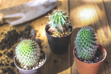 Küçük bir kaktüs, akşam güneşinin Tayland 'da parladığı küçük bir tencereye ekilir..